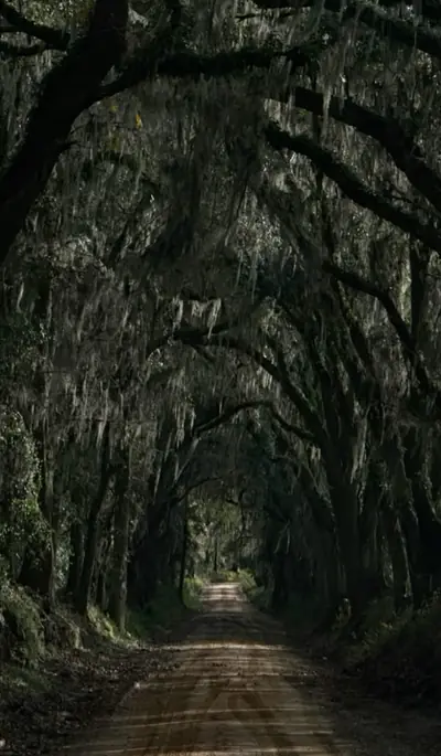 Photo of a road under mossy oaks
