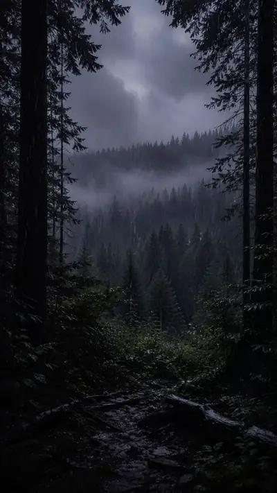 Photo of a rainy, foggy pine forest